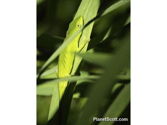 Glaw's Chameleon (Calumma gastrotaenia)