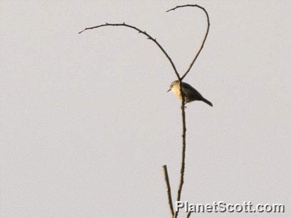 Rand's Warbler (Randia pseudozosterops)