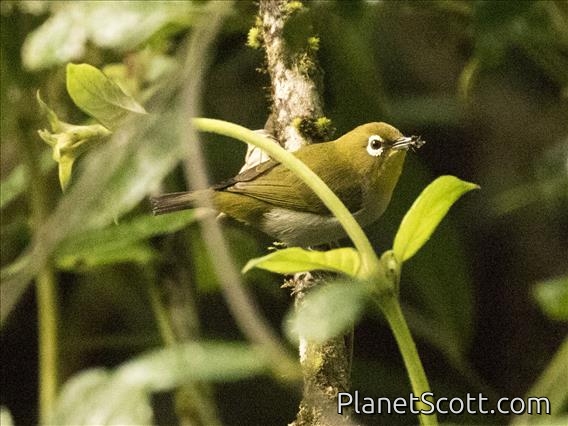 Malagasy White-eye (Zosterops maderaspatanus)
