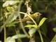 Madagascar White-eye (Zosterops maderaspatanus)