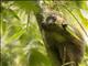 Golden Bamboo Lemur (Hapalemur aureus)