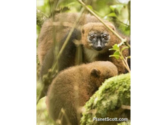 Red-bellied Lemur (Eulemur rubriventer)