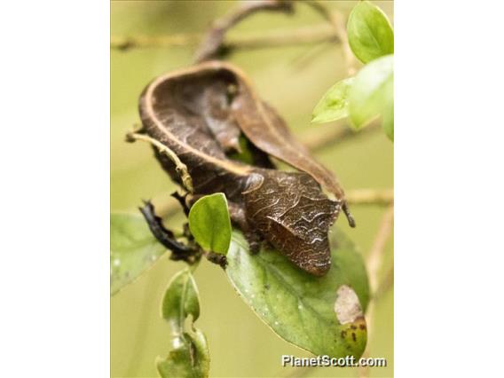 Satanic Leaf-tailed Gecko (Uroplatus phantasticus)