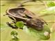 Satanic Leaf-tailed Gecko (Uroplatus phantasticus)