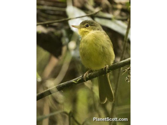 Spectacled Tetraka (Xanthomixis zosterops)