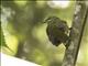 Velvet Asity (Philepitta castanea)