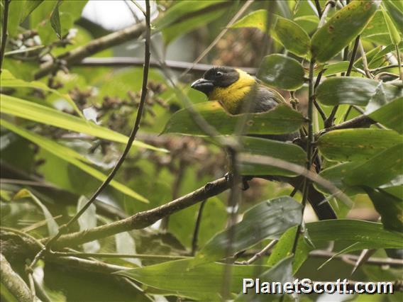 Nelicourvi Weaver (Ploceus nelicourvi)