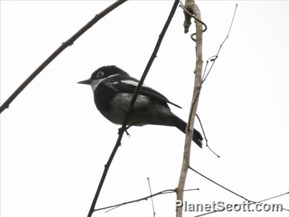 Ward's Flycatcher (Pseudobias wardi)