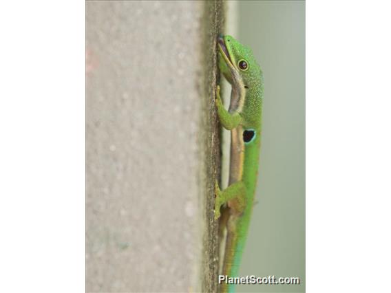 Peacock Day Gecko (Phelsuma quadriocellata)