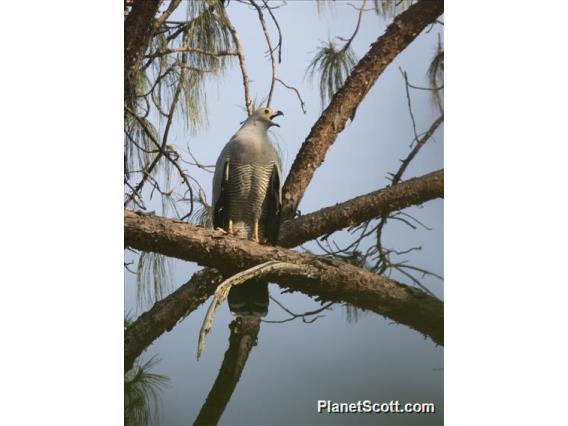 Madagascar Harrier-Hawk (Polyboroides radiatus)