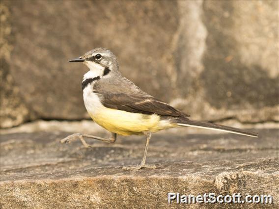 Madagascar Wagtail (Motacilla flaviventris)