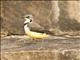 Madagascar Wagtail (Motacilla flaviventris)