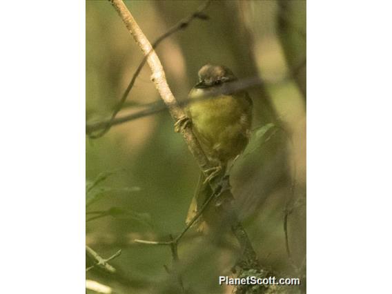 Wedge-tailed Jery (Hartertula flavoviridis)