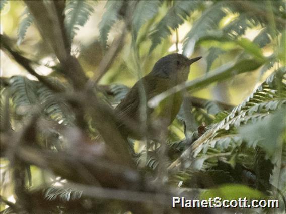 Gray-crowned Tetraka (Xanthomixis cinereiceps)