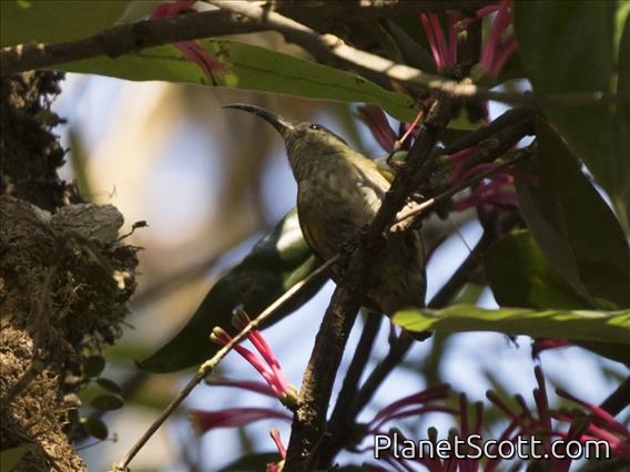 Common Sunbird-Asity (Neodrepanis coruscans)