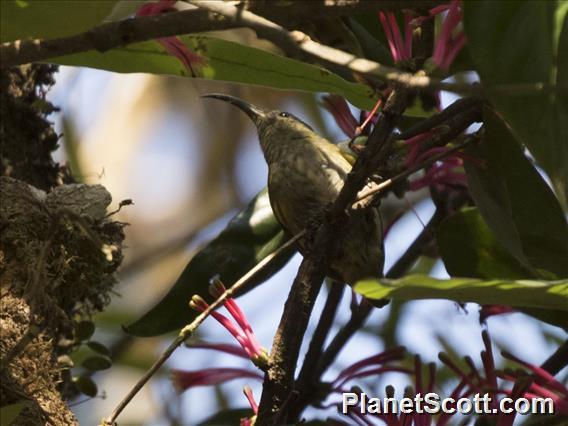 Sunbird Asity (Neodrepanis coruscans)