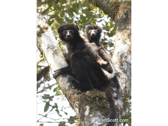 Milne-Edwards Sifaka (Propithecus edwardsi)