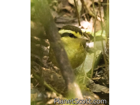 Madagascar Yellowbrow (Crossleyia xanthophrys)