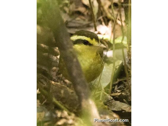 Yellow-browed Oxylabes (Crossleyia xanthophrys)