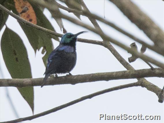 Madagascar Sunbird (Cinnyris notatus)