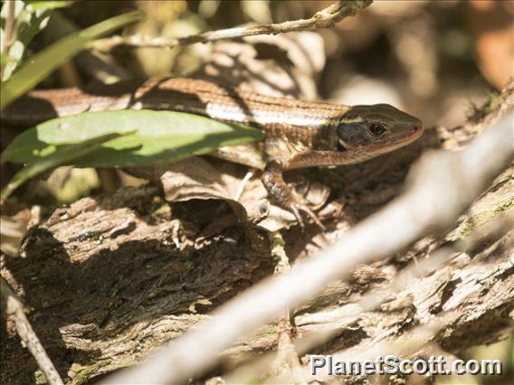 Bronze Girdled Lizard (Zonosaurus aeneus)