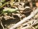 Bronze Girdled Lizard (Zonosaurus aeneus)