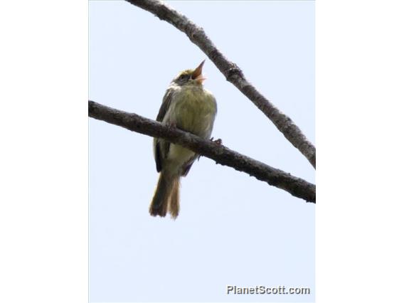 Green Jery (Neomixis viridis)