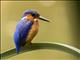 Malagasy Kingfisher (Corythornis vintsioides)