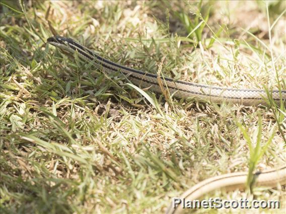 Four-striped Snake (Dromicodryas quadrilineatus)