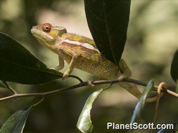 Panther Chameleon (Furcifer pardalis)