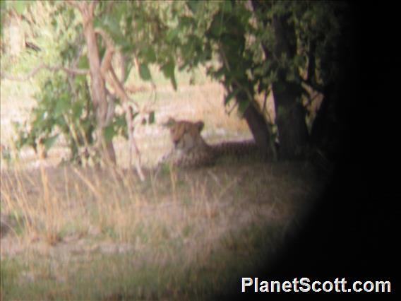 Cheetah (Acinonyx jubatus)