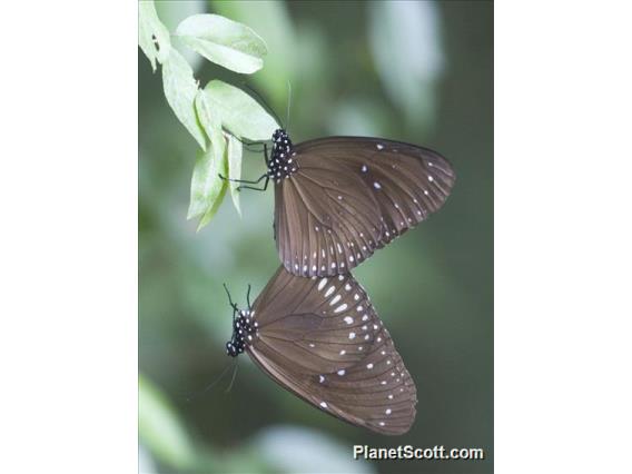 Blue-spotted Crow Butterfly (Euploea midamus)