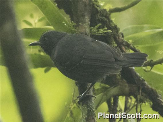 Slaty Antwren (Myrmotherula schisticolor)