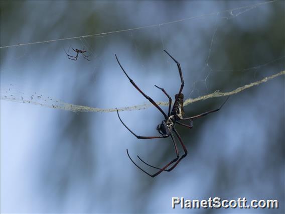 Redleg Orbweaver (Trichonephila  inaurata)