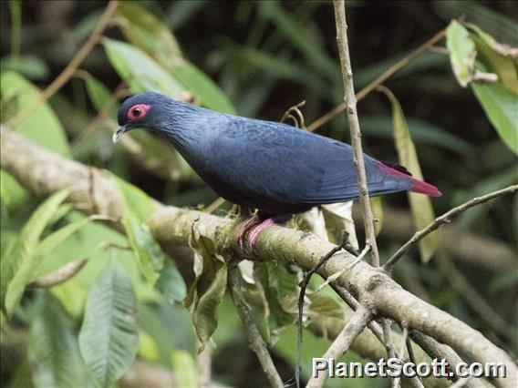 Madagascar Blue-Pigeon (Alectroenas madagascariensis)