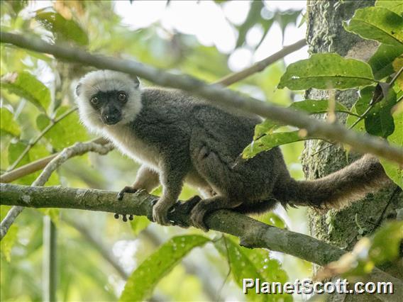 White-fronted Brown Lemur (Eulemur albifrons)