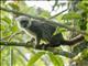 White-fronted Brown Lemur (Eulemur albifrons)