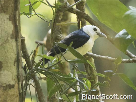 White-headed Vanga (Artamella viridis)