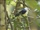 White-headed Vanga (Artamella viridis)