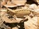 Marojejy Leaf Chameleon (Brookesia griveaudi)