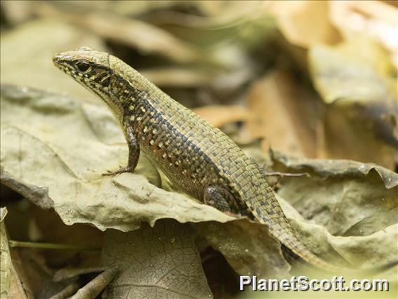 Red-legged Girdled Lizard (Zonosaurus rufipes)