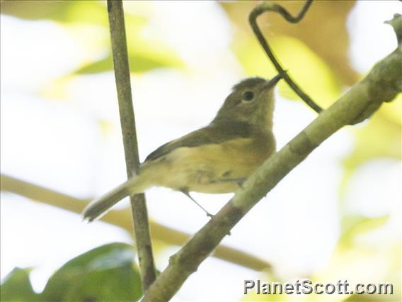 Cryptic Warbler (Cryptosylvicola randrianasoloi)