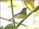 Cryptic Warbler (Cryptosylvicola randrianasoloi)