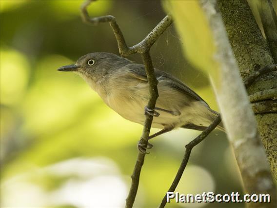 Common Newtonia (Newtonia brunneicauda)