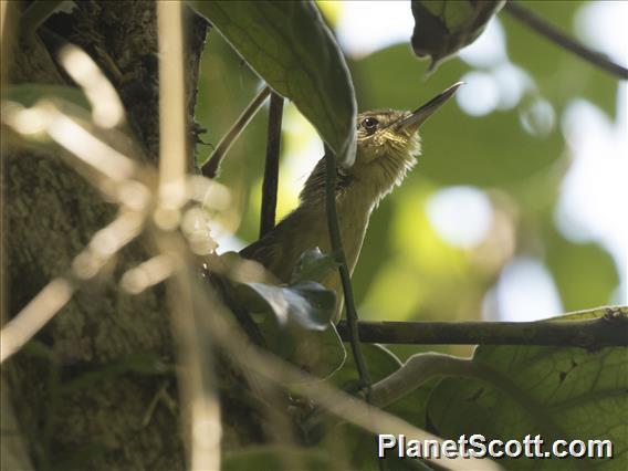 Long-billed Bernieria (Bernieria madagascariensis)