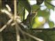 Long-billed Bernieria (Bernieria madagascariensis)