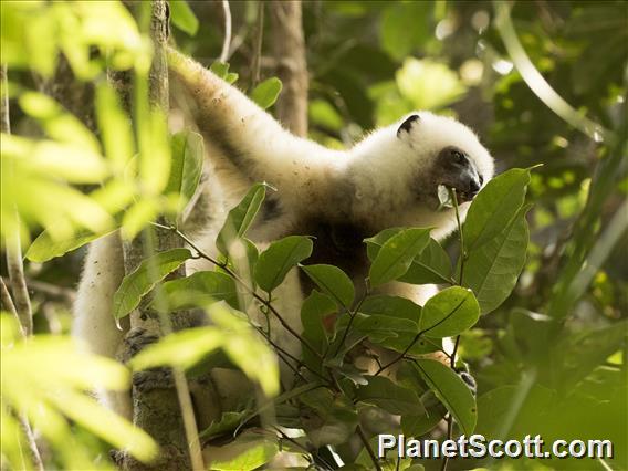 Silky Sifaka (Propithecus candidus)