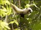 Silky Sifaka (Propithecus candidus)