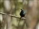 Souimanga Sunbird (Cinnyris sovimanga)