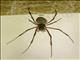 Madagascar Giant Spider (Nephilingis livida)